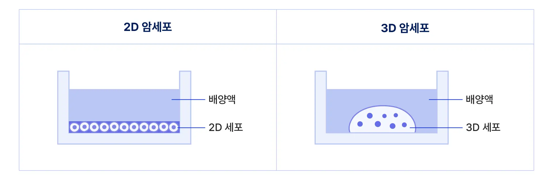 약물의 효능과 안전성을 평가하기 위해 실험실 환경에서 배양되는 2D 세포와 3D 세포(오가노이드)